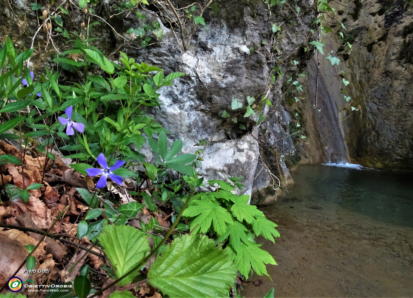 28 Fiore di pervinca per la bella cascatella.JPG